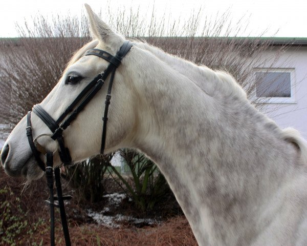 horse Ben Dschehim (Trakehner, 2010, from Dschehim ox)