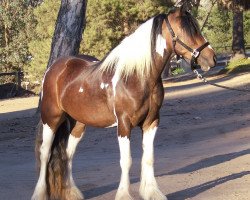 Zuchtstute Sandra (Irisches Reitpferd, 2007, von Sioux)