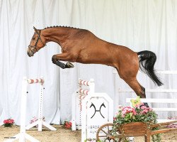 jumper Piefke 23 (Hanoverian, 2010, from Perigueux)