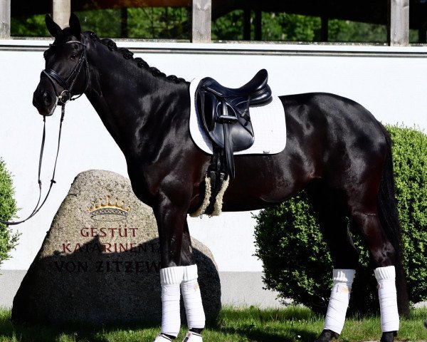 dressage horse Kigali (Trakehner, 2017, from Perpignan Noir)