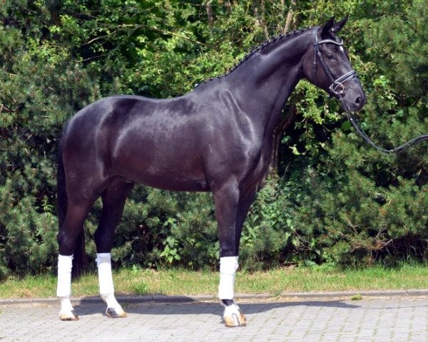 dressage horse Sark (Hanoverian, 2010, from Sarkozy 3)