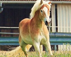 dressage horse Nixon 13 (Haflinger, 2011, from Nobelius)