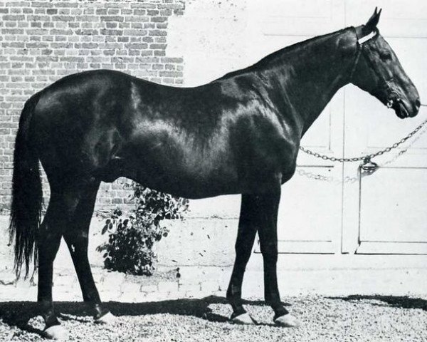 stallion Siegmund xx (Thoroughbred, 1957, from Worden xx)