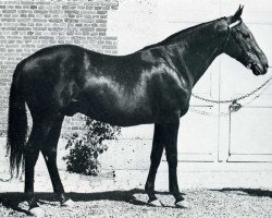 stallion Siegmund xx (Thoroughbred, 1957, from Worden xx)