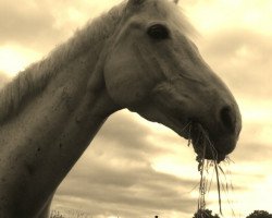 jumper Kaytano (German Riding Pony, 1995, from Kiribati)