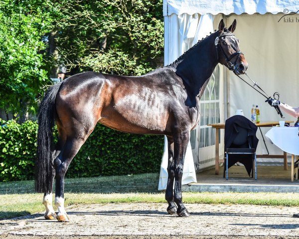 broodmare Zibebe (Oldenburg, 2012, from Zack)