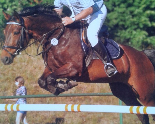 broodmare Little Foot 55 (Hanoverian, 2004, from Le Primeur)