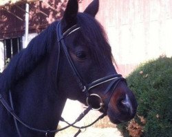 dressage horse Darkbeauty (Deutsches Reitpony, 2005, from Don Joshi)