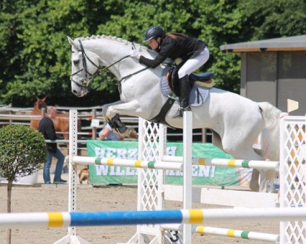 Springpferd Lacross 21 (Hessisches Warmblut, 2002, von Lumino)