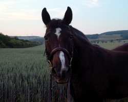 horse Gracie (Edles Warmblut, 1990, from Adiso 1470)