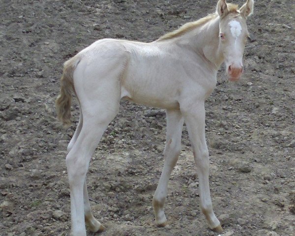 Zuchtstute Sunna (Deutsches Reitpferd, 2015, von Beryllium MD)