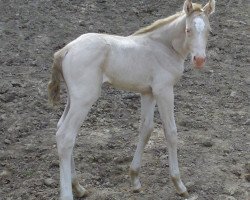 broodmare Sunna (German Warmblood, 2015, from Beryllium MD)