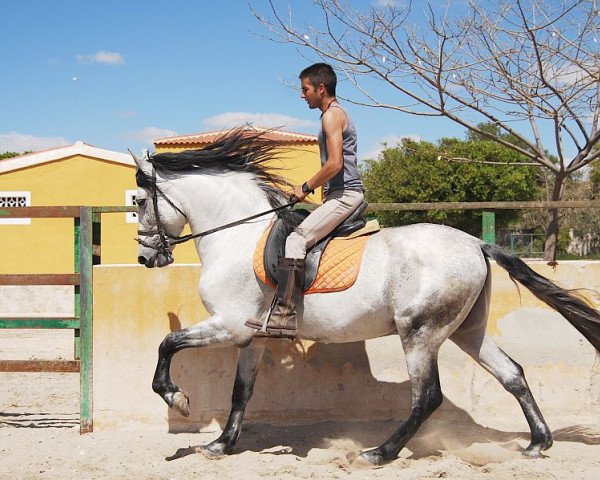 Pferd Infante XLV (Pura Raza Espanola (PRE), 2006)