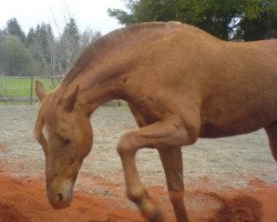 Pferd Blue Rhapsodie (Kleines deutsches Reitpferd,  , von Giglbergs Ballentine)