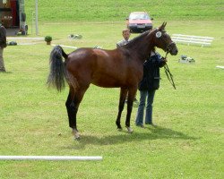 broodmare Petrowna (Hanoverian, 2003, from Prince Thatch xx)