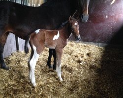 Springpferd Crazy Jumper Z (Zangersheide Reitpferd, 2015, von Crazy Horse)