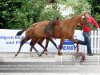 dressage horse A. Surminski (Westphalian, 2011, from Silberschmied)