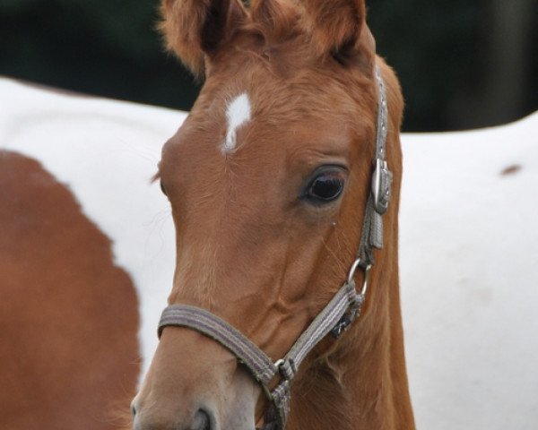 dressage horse Dream Of Thunder (Westphalian, 2011, from Don Henrico)