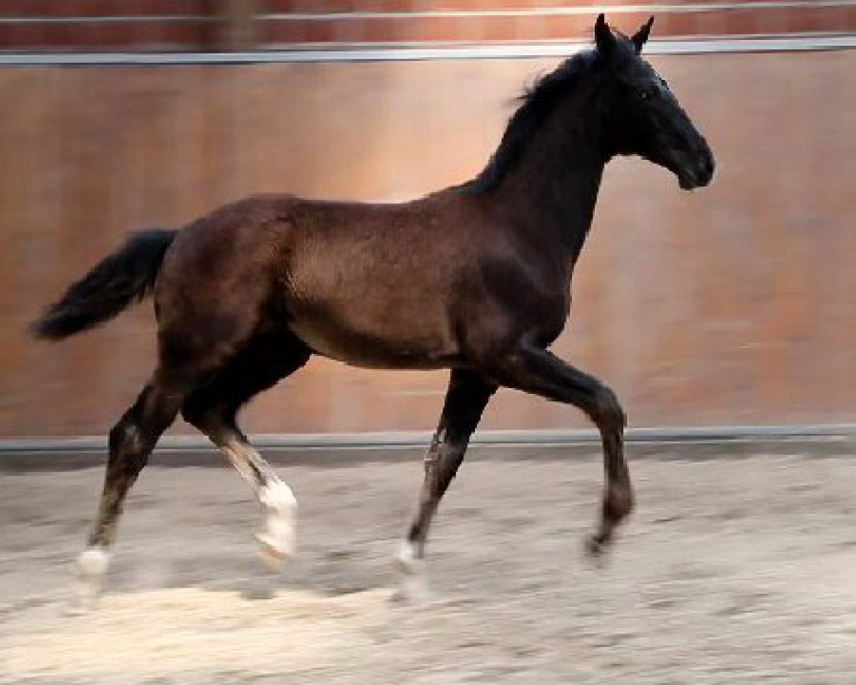 horse Don Danciano (Oldenburg, 2015, from Danciano)