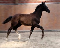 dressage horse Don Danciano (Oldenburg, 2015, from Danciano)