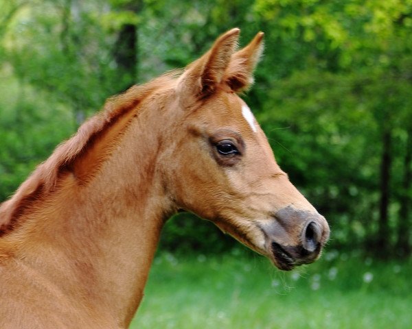 dressage horse Evening Star (Oldenburg, 2015, from Everdale)