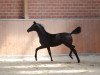 dressage horse Amolett (Trakehner, 2015, from Prinz K3)