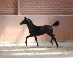 dressage horse Amolett (Trakehner, 2015, from Prinz K3)