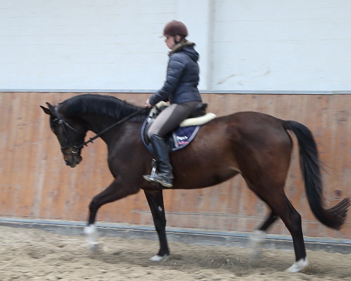 Zuchtstute Uljana (Trakehner, 2011, von Münchhausen)