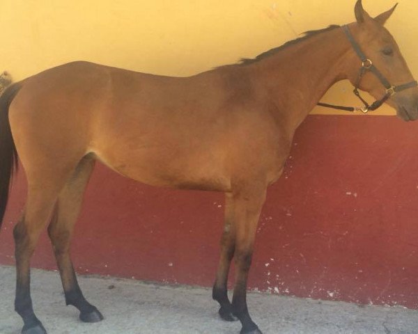 horse SIMPATICA (Andalusier,  )