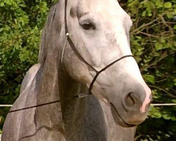 horse FURIA (Cruzado,  )