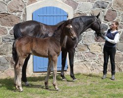 Dressurpferd Ulani (Trakehner, 2015, von Hancock)