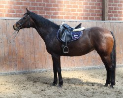 broodmare Nitouche (Trakehner, 2005, from Caprimond)