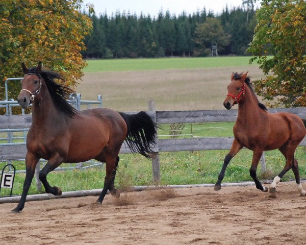 broodmare Samara (Württemberger, 2005)