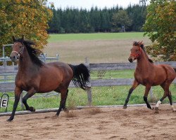 broodmare Samara (Württemberger, 2005)