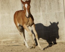 horse Hengst von Hot Smokin Chex (Quarter Horse, 2015, from Hot Smokin Chex)