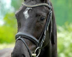 dressage horse Irina 64 (Westphalian, 2011, from Instertanz V 241 FIN)