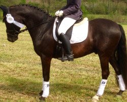 dressage horse Pelmore (German Riding Pony, 2001, from Playboy)