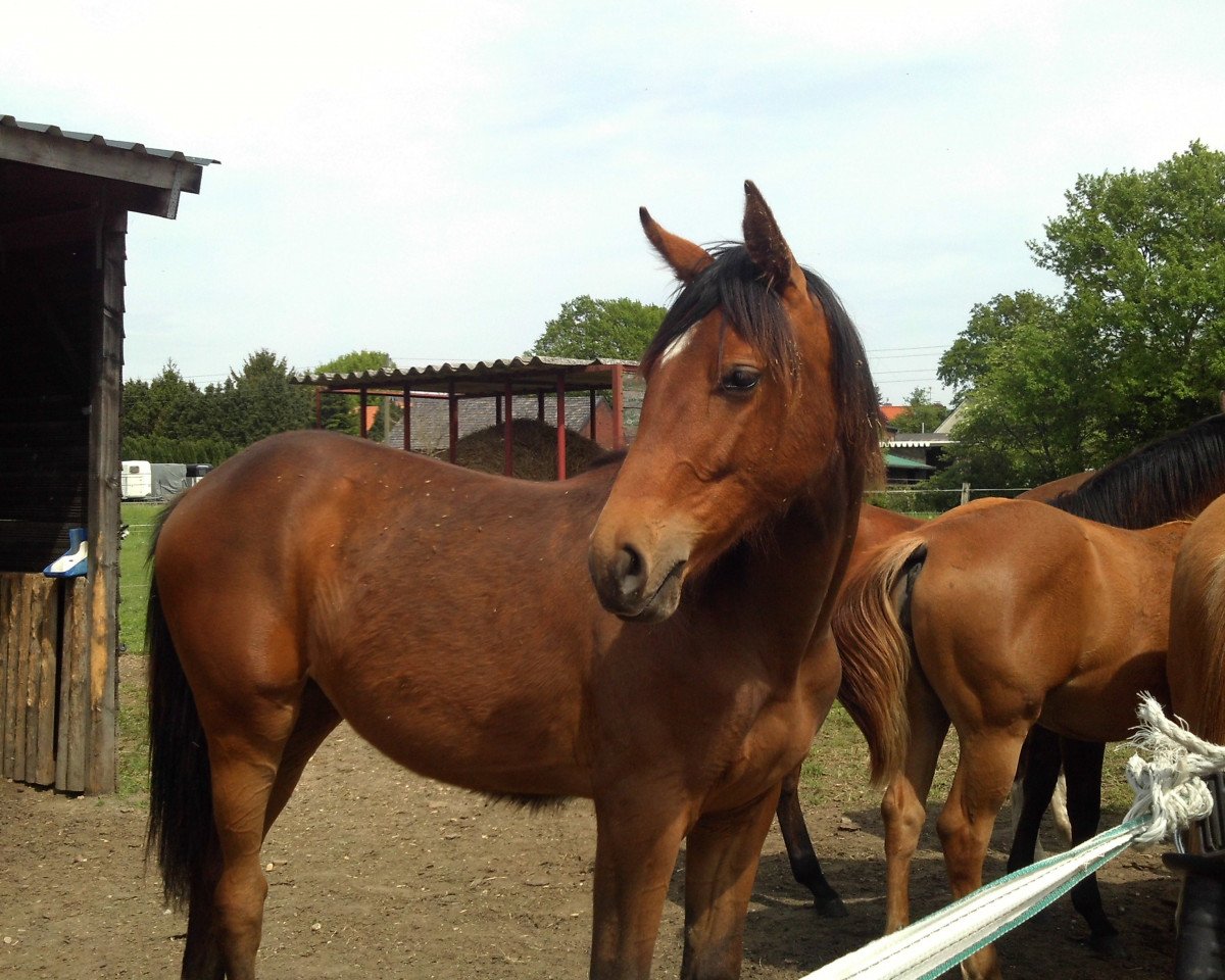 dressage horse Rock Me Baby 3 (Rhinelander, 2014, from Rock Forever NRW)