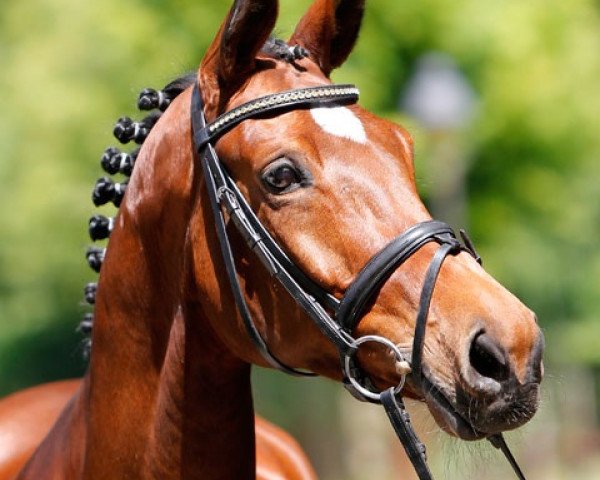 dressage horse Remember Leif (Trakehner, 2001, from Kapriolan F)