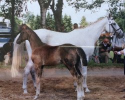 broodmare Heimfee III (Trakehner,  , from Matador)