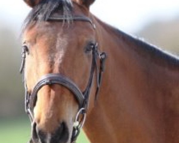 dressage horse Amrita Rao (Holsteiner, 2008, from Mighty Magic)