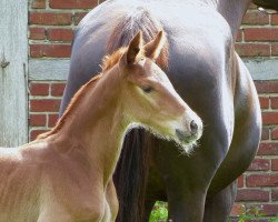 dressage horse Hengst von Moliere / Dancing Dynamite (Westphalian, 2015, from Moliere)