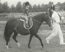 horse Wootton Morning Light (New Forest Pony, 1970, from Burton September Morn)