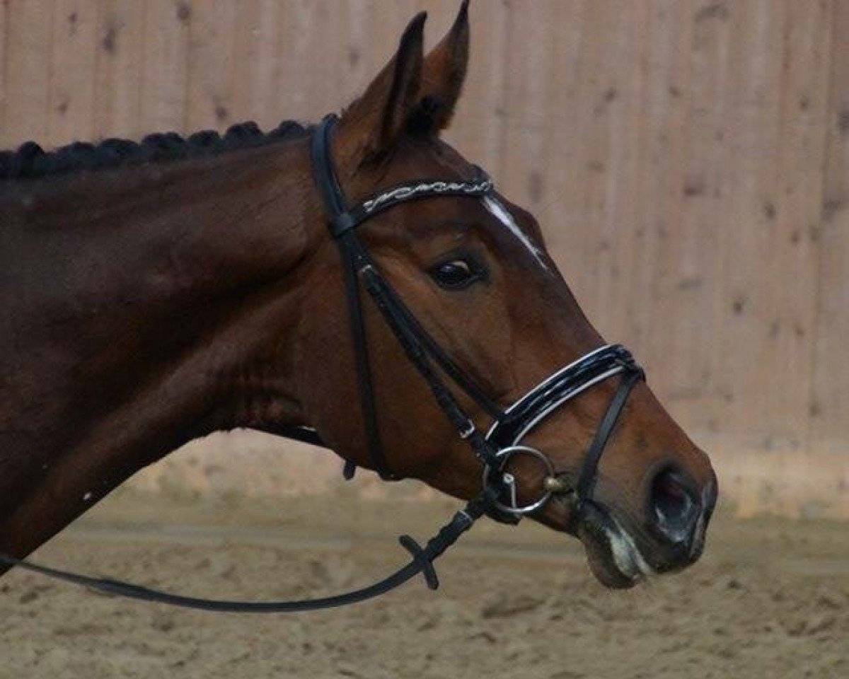 dressage horse Fürst Ferdinand 15 (Westphalian, 2009, from Fürst Grandios)