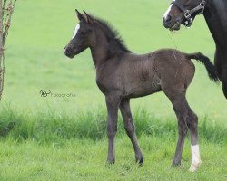 broodmare RM Dot Com (German Riding Pony, 2015, from Digital AT)