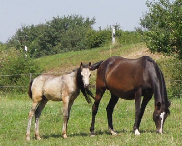 broodmare Malina (German Riding Pony, 2006, from Marquis AA)