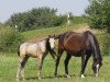 broodmare Malina (German Riding Pony, 2006, from Marquis AA)