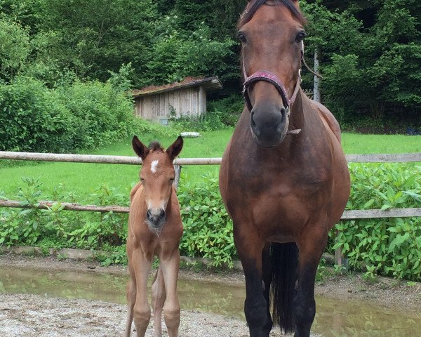 broodmare Flora Glow (Trakehner, 2015, from Freudenfest)