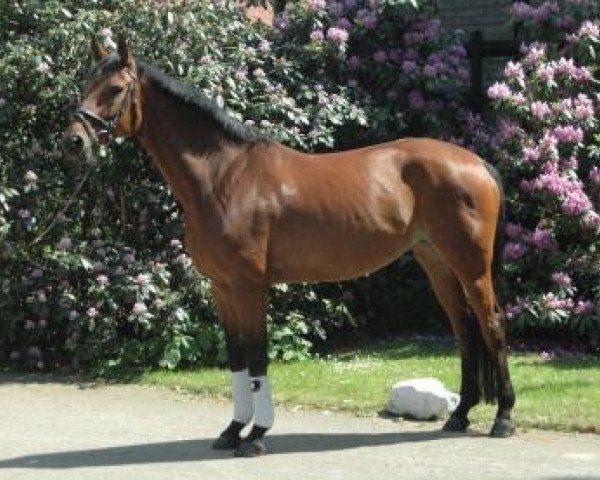 jumper Grazia (Hanoverian, 2007, from Graf Top)