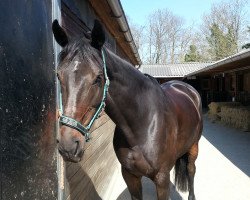 dressage horse De Janeira (Hanoverian, 2006, from De Niro)